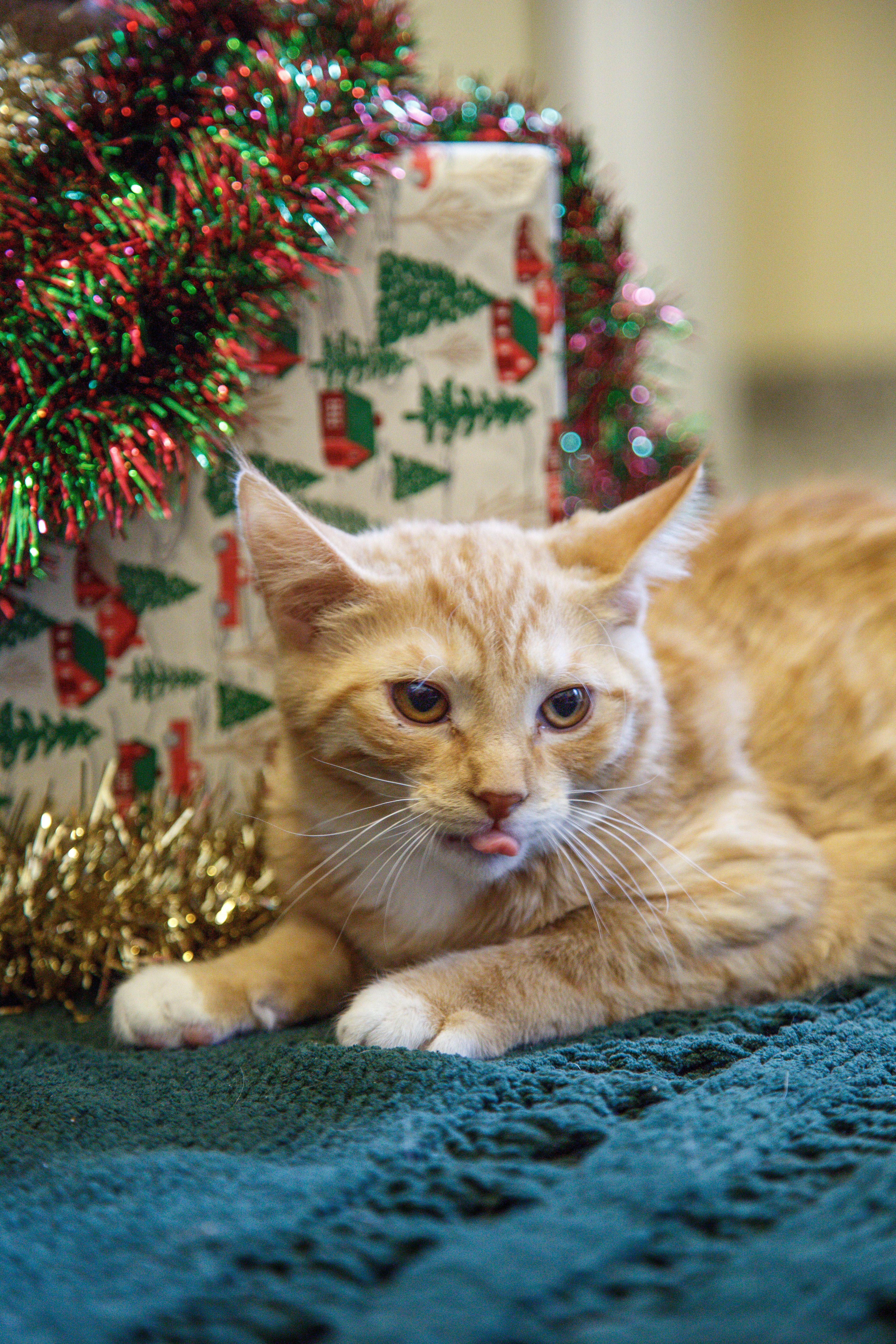 Enlarge Lucy, a ADOPTABLE Domestic Short Hair in Gunnison, CO image 3/3
