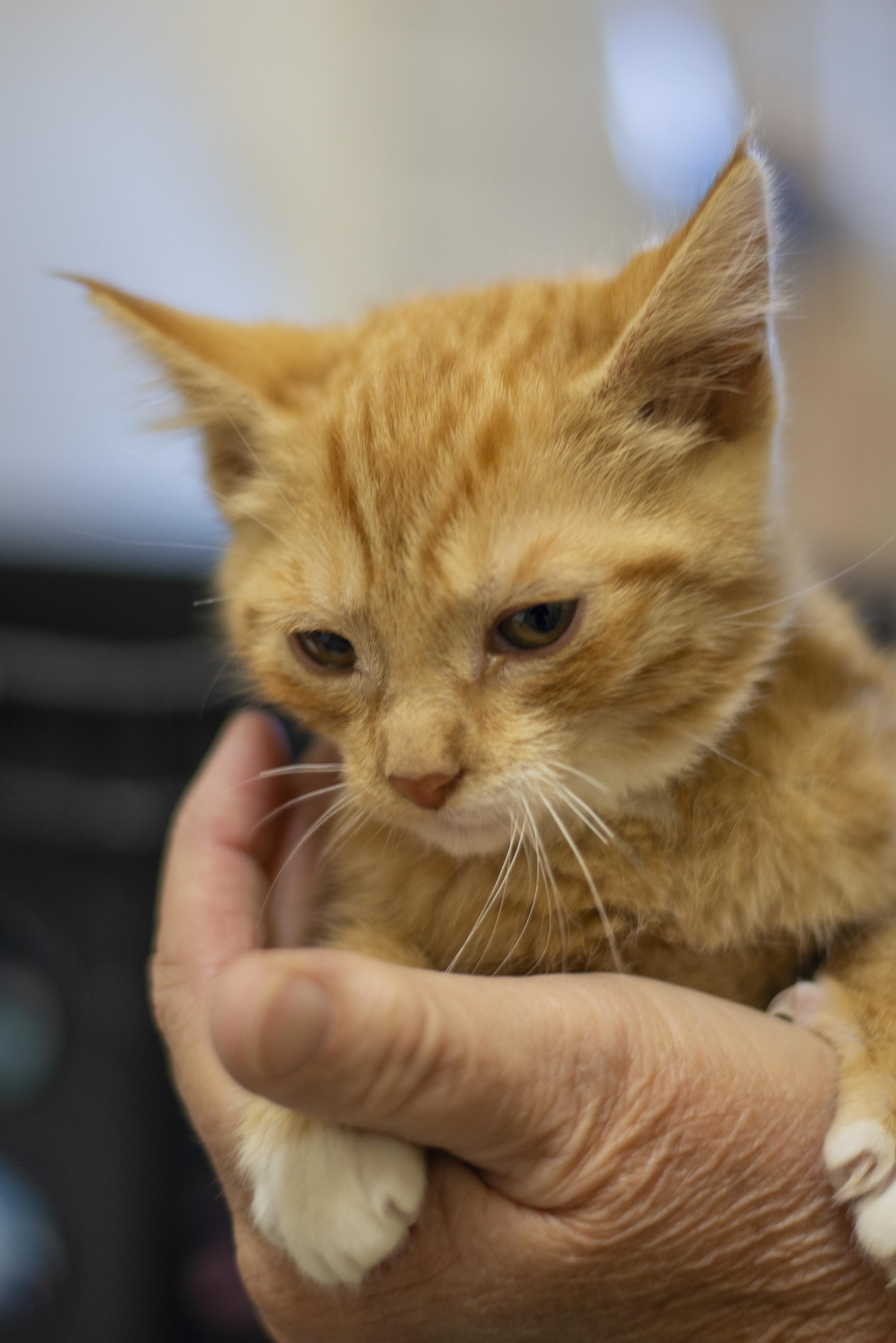 Enlarge Lucy, a ADOPTABLE Domestic Short Hair in Gunnison, CO image 2/3