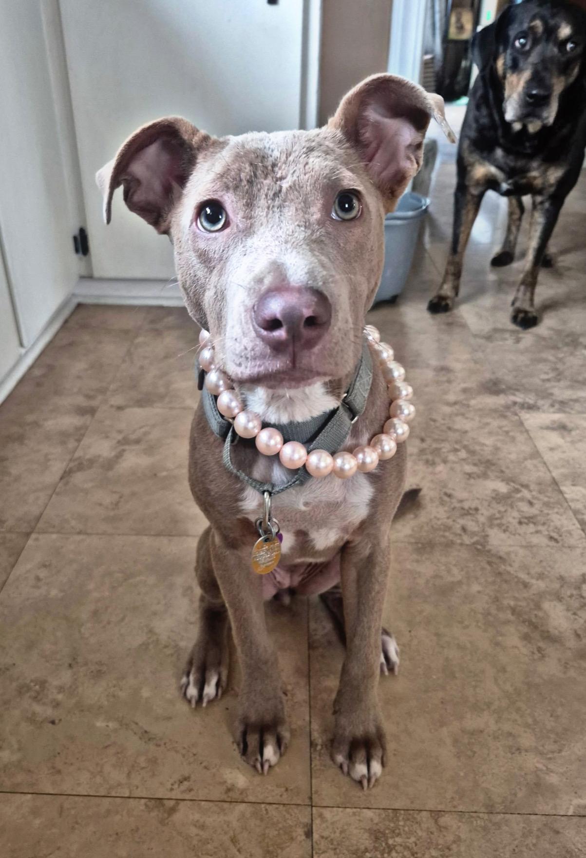 Buttercup , ADOPTABLE, Puppy Female American Staffordshire Terrier.