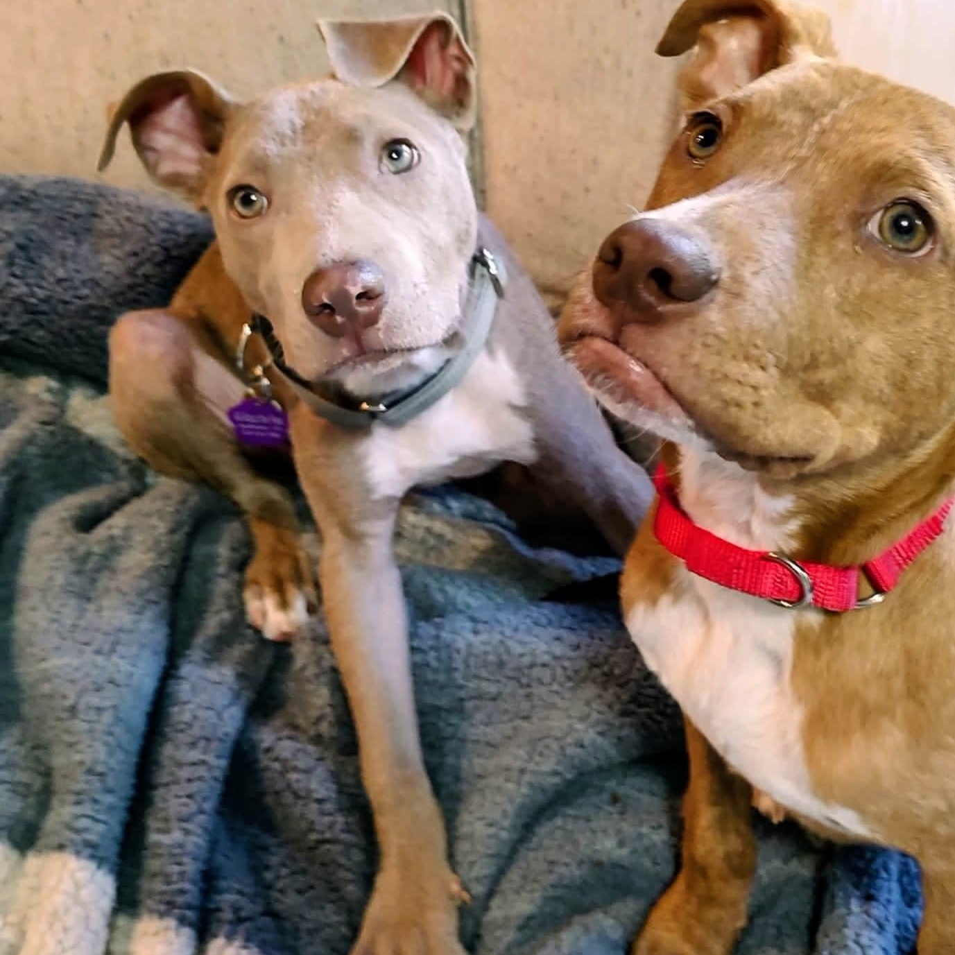 Buttercup , a ADOPTABLE mixed breed in Youngstown, OH image 3/6