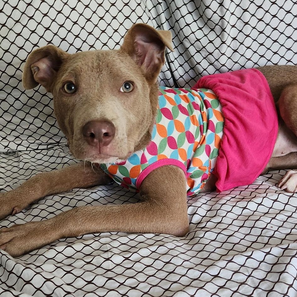 Buttercup , ADOPTABLE, Puppy Female American Staffordshire Terrier.