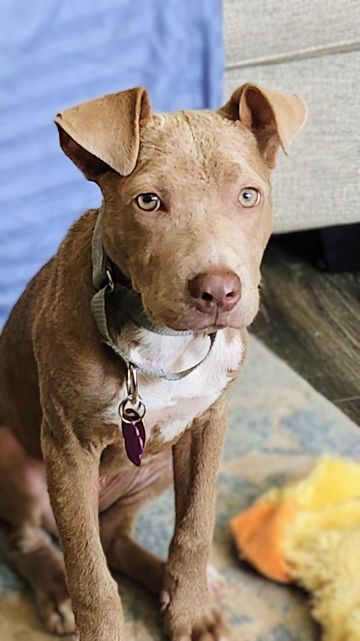 Buttercup , a ADOPTABLE mixed breed in Youngstown, OH image 4/6