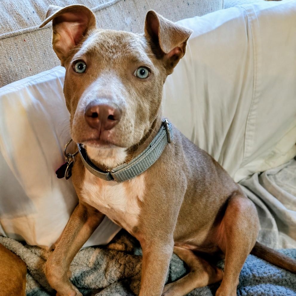 Buttercup , a ADOPTABLE mixed breed in Youngstown, OH image 2/6