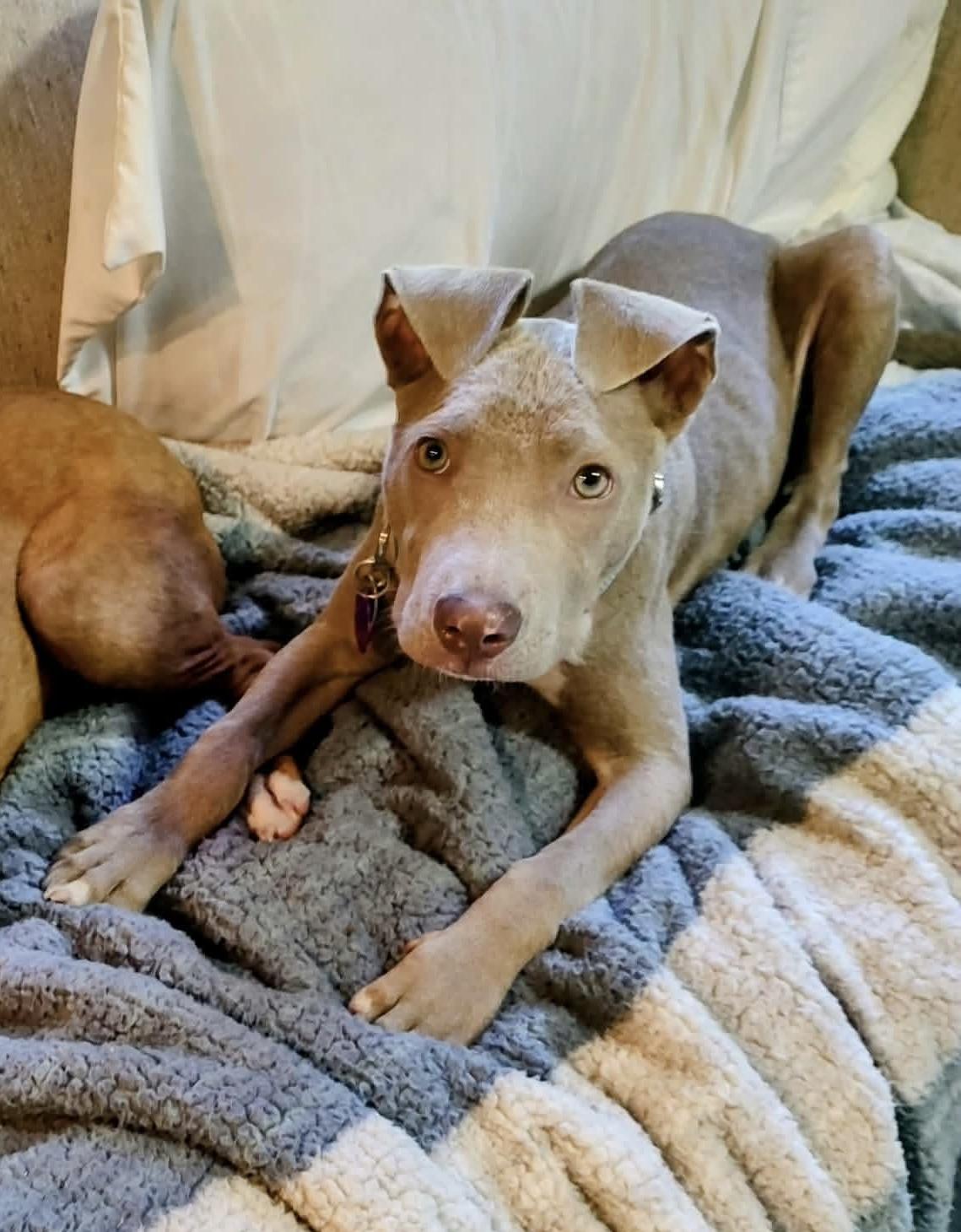 Buttercup , a ADOPTABLE mixed breed in Youngstown, OH image 5/6