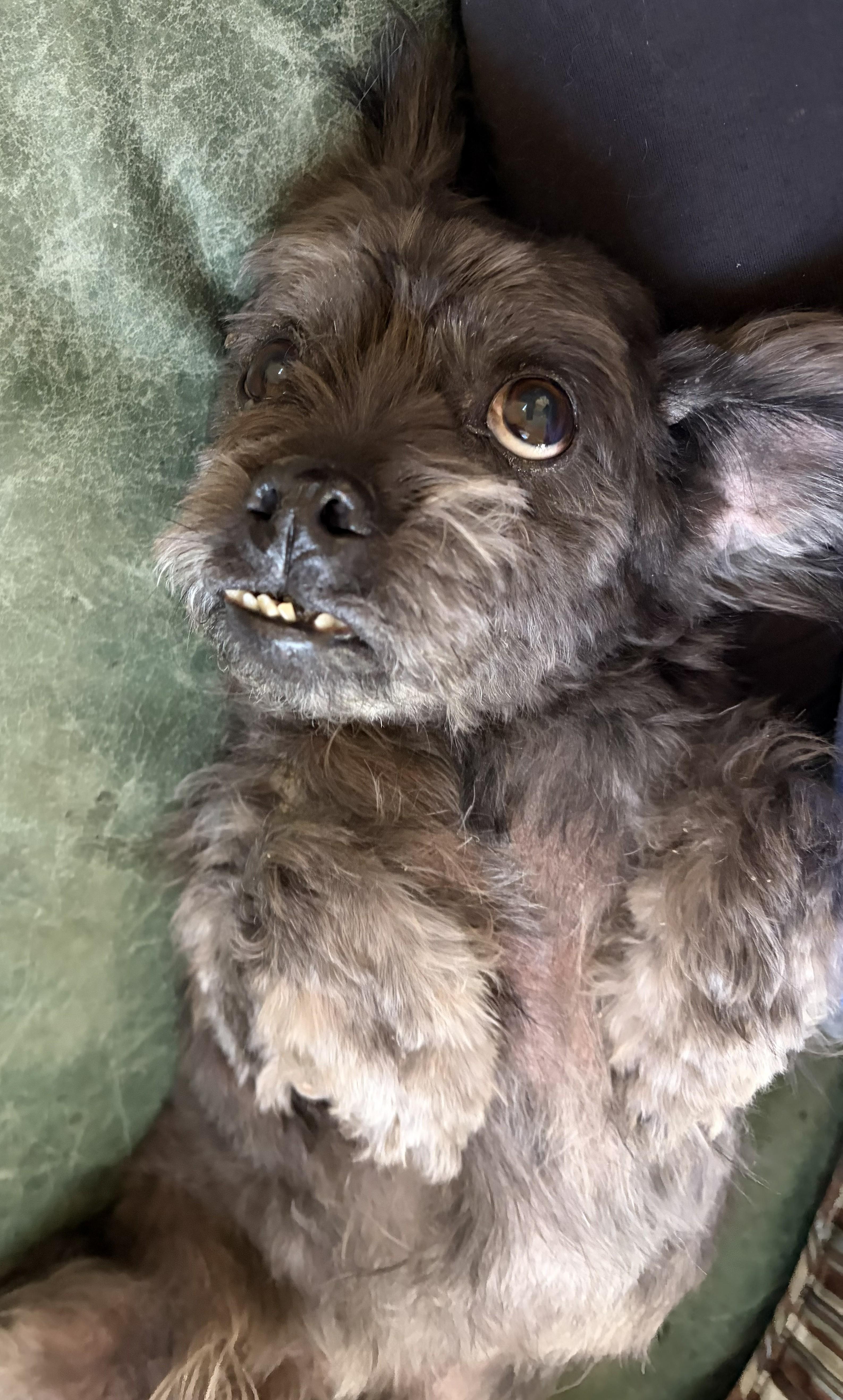 Enlarge Walter, an adoptable Shih Tzu in Mount Sterling, KY image 6/6