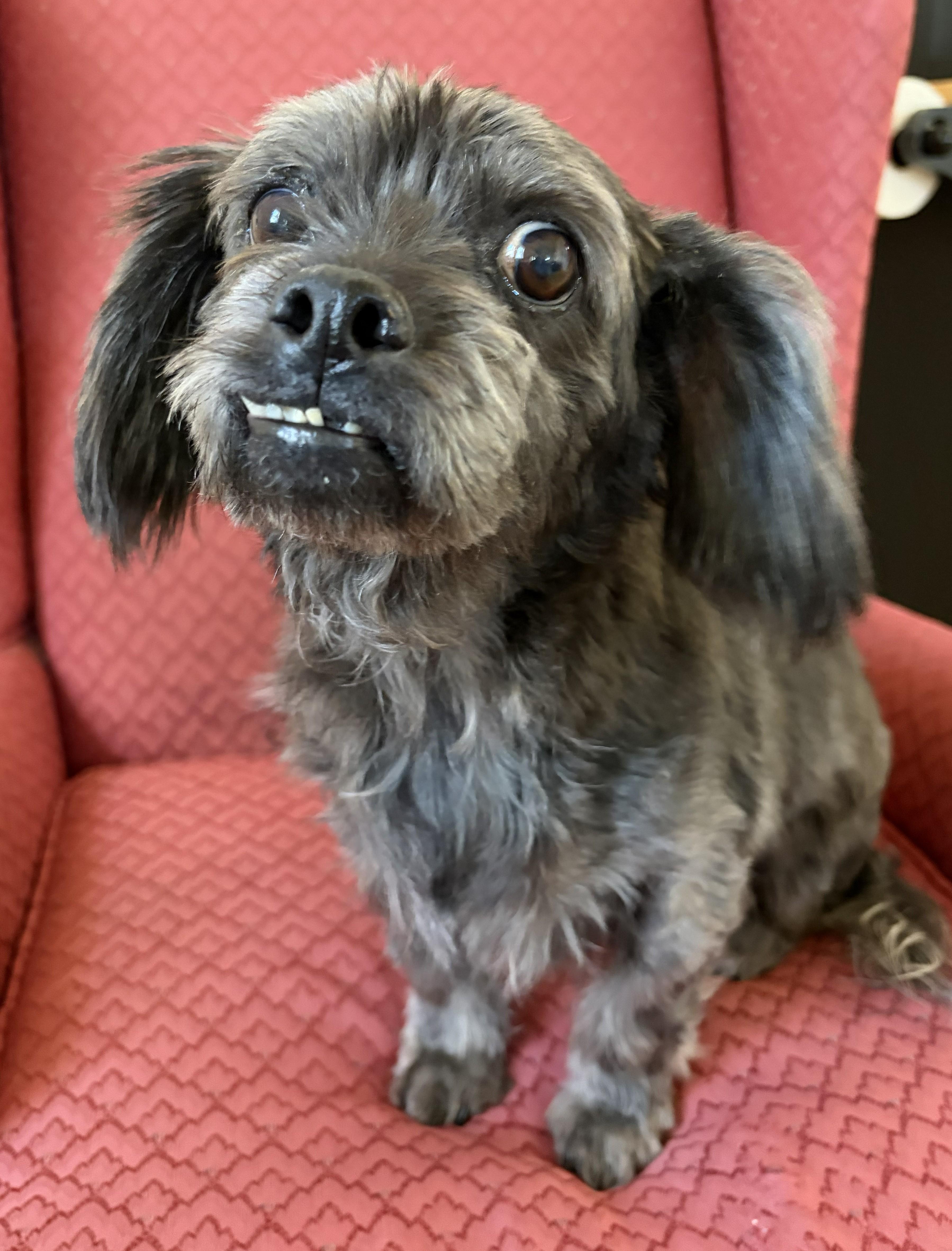 Enlarge Walter, an adoptable Shih Tzu in Mount Sterling, KY image 3/6
