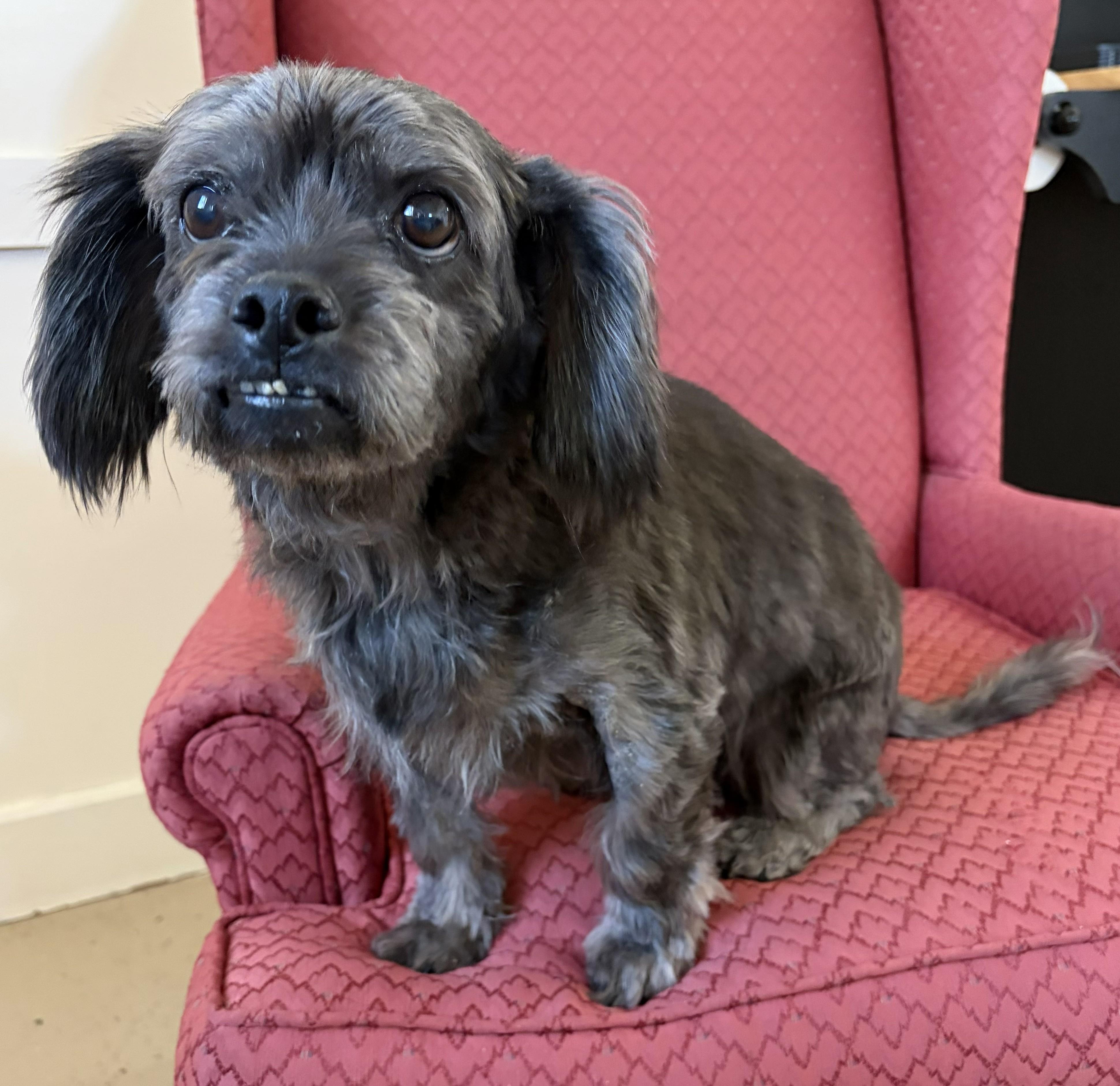 Walter, Adoptable, Senior Male Shih Tzu.