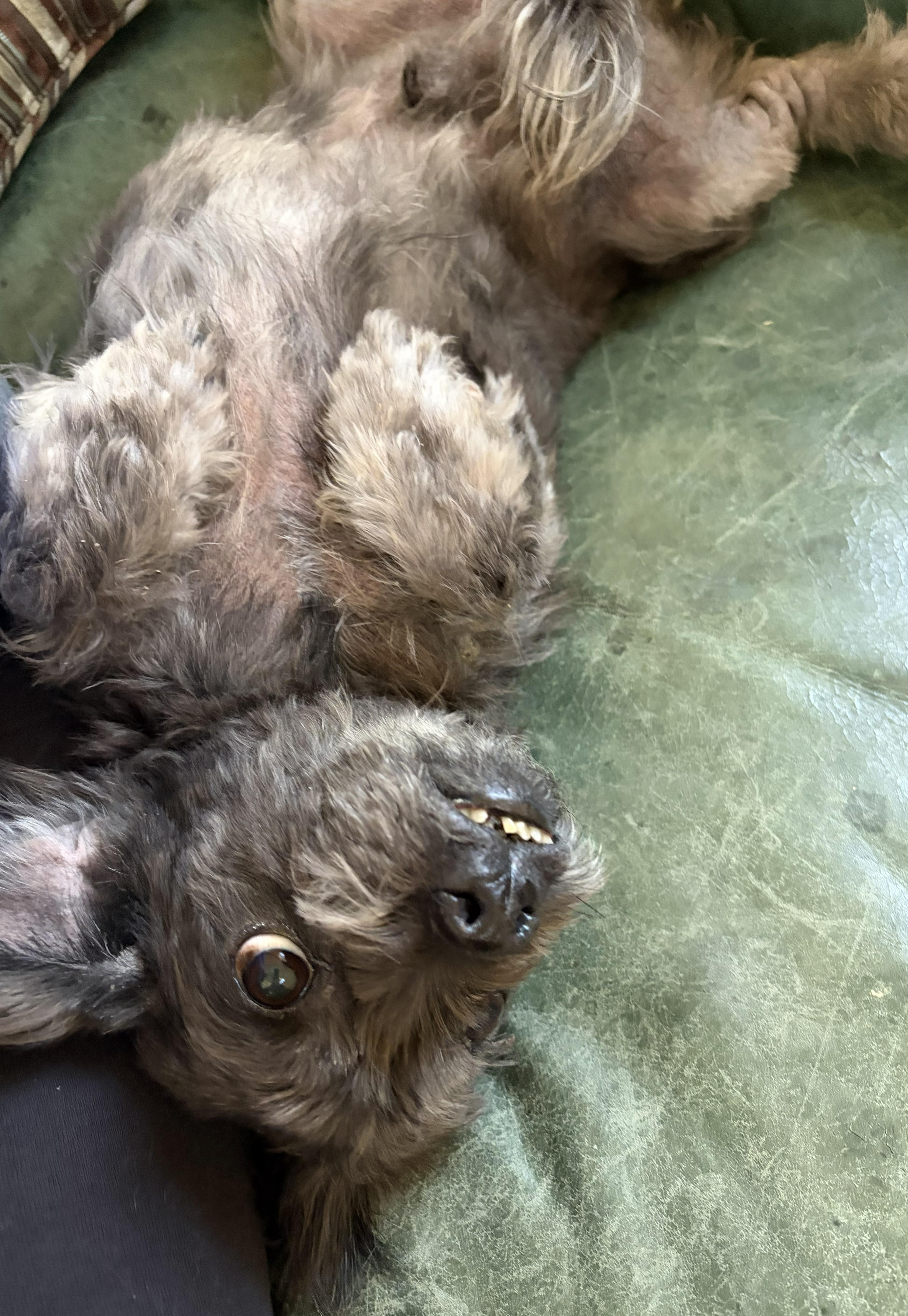 Enlarge Walter, an adoptable Shih Tzu in Mount Sterling, KY image 5/6