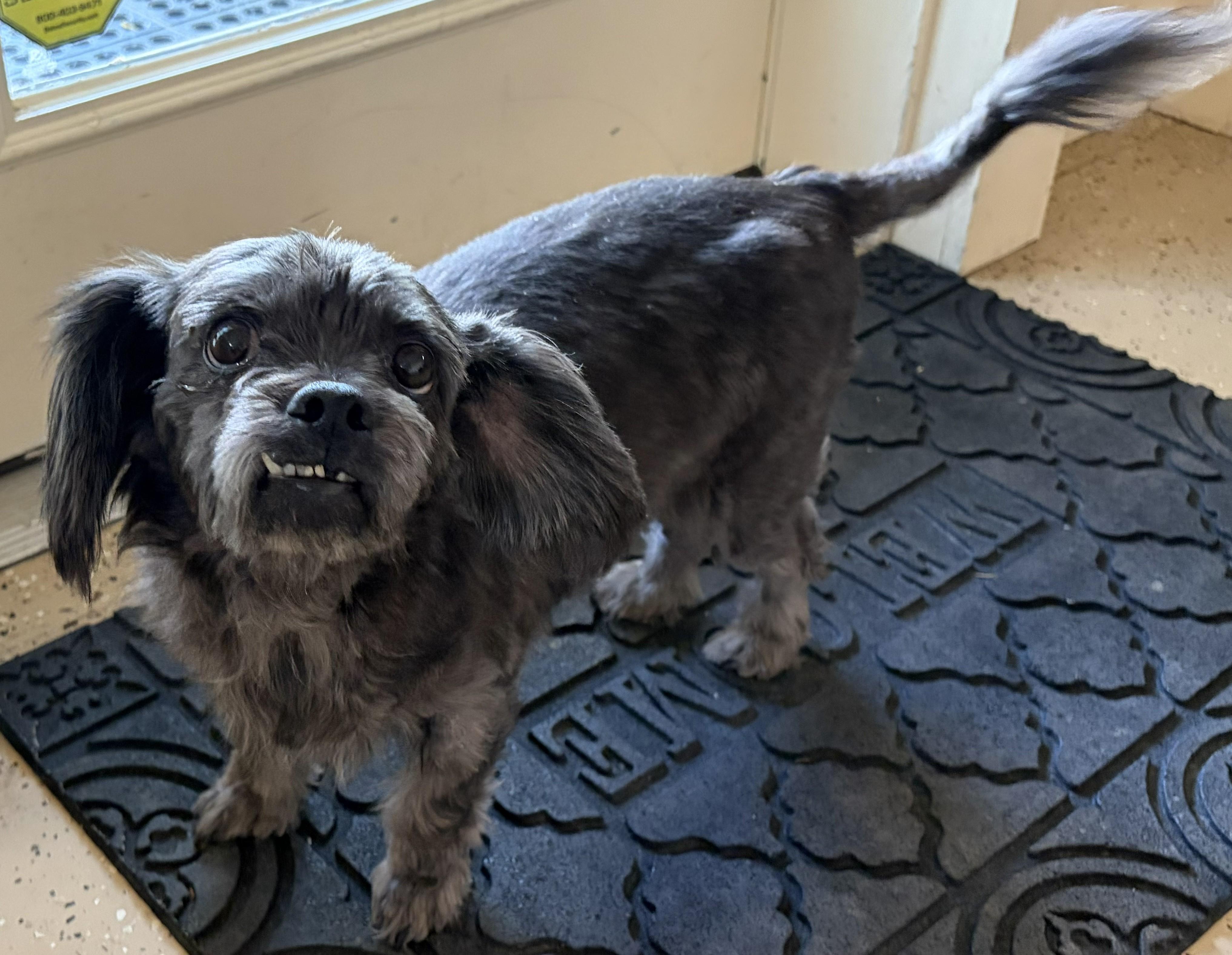 Enlarge Walter, an adoptable Shih Tzu in Mount Sterling, KY image 2/6