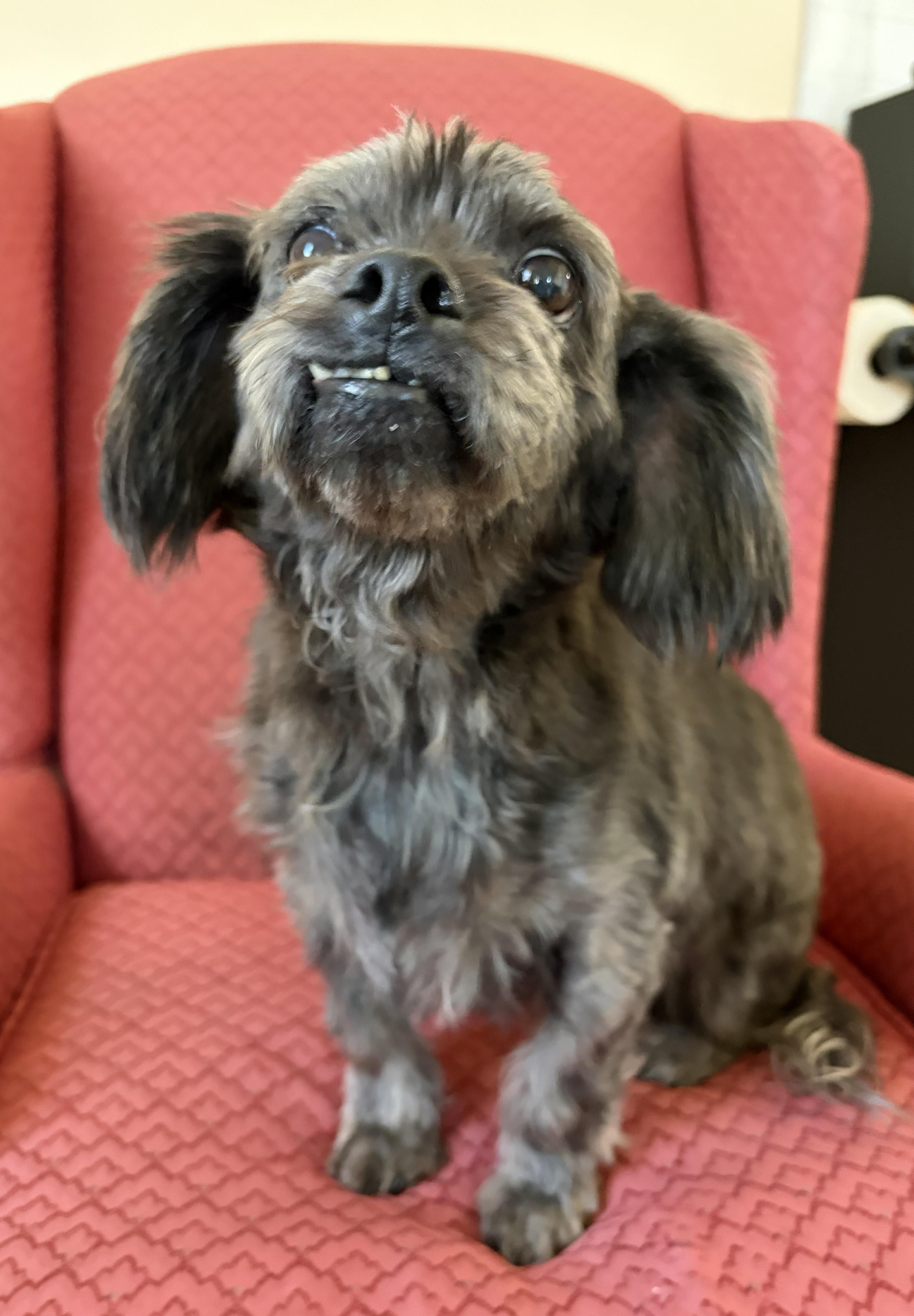 Enlarge Walter, an adoptable Shih Tzu in Mount Sterling, KY image 4/6