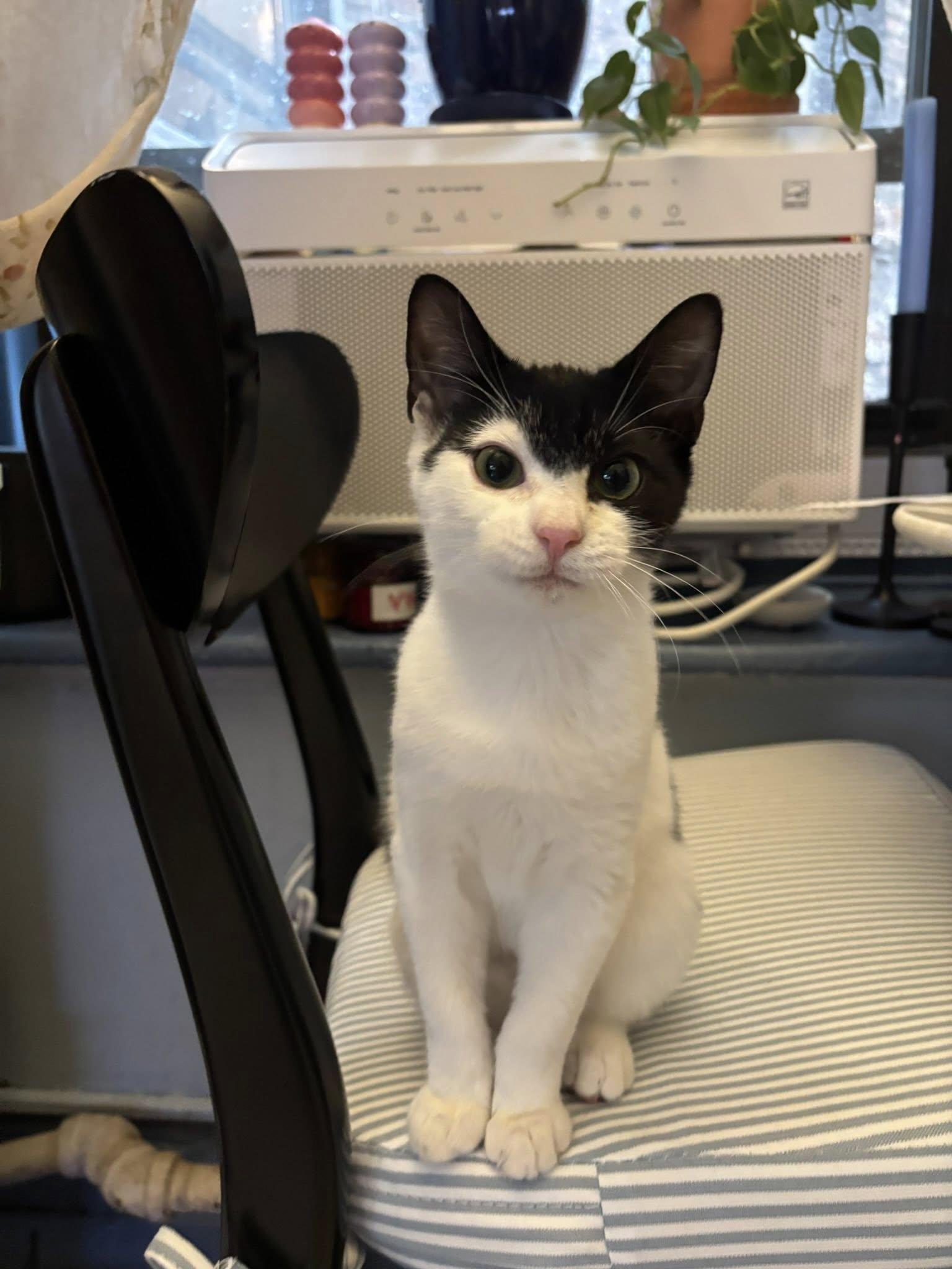 Onyx *foster needed*