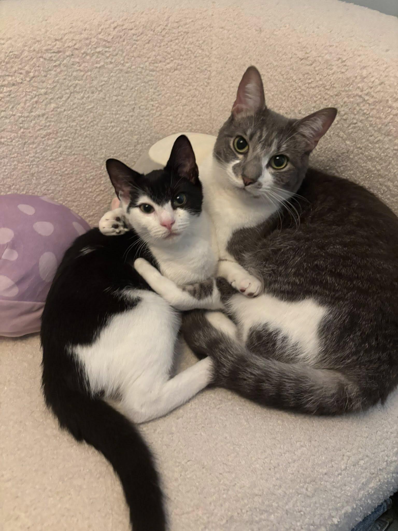 Onyx *foster needed*