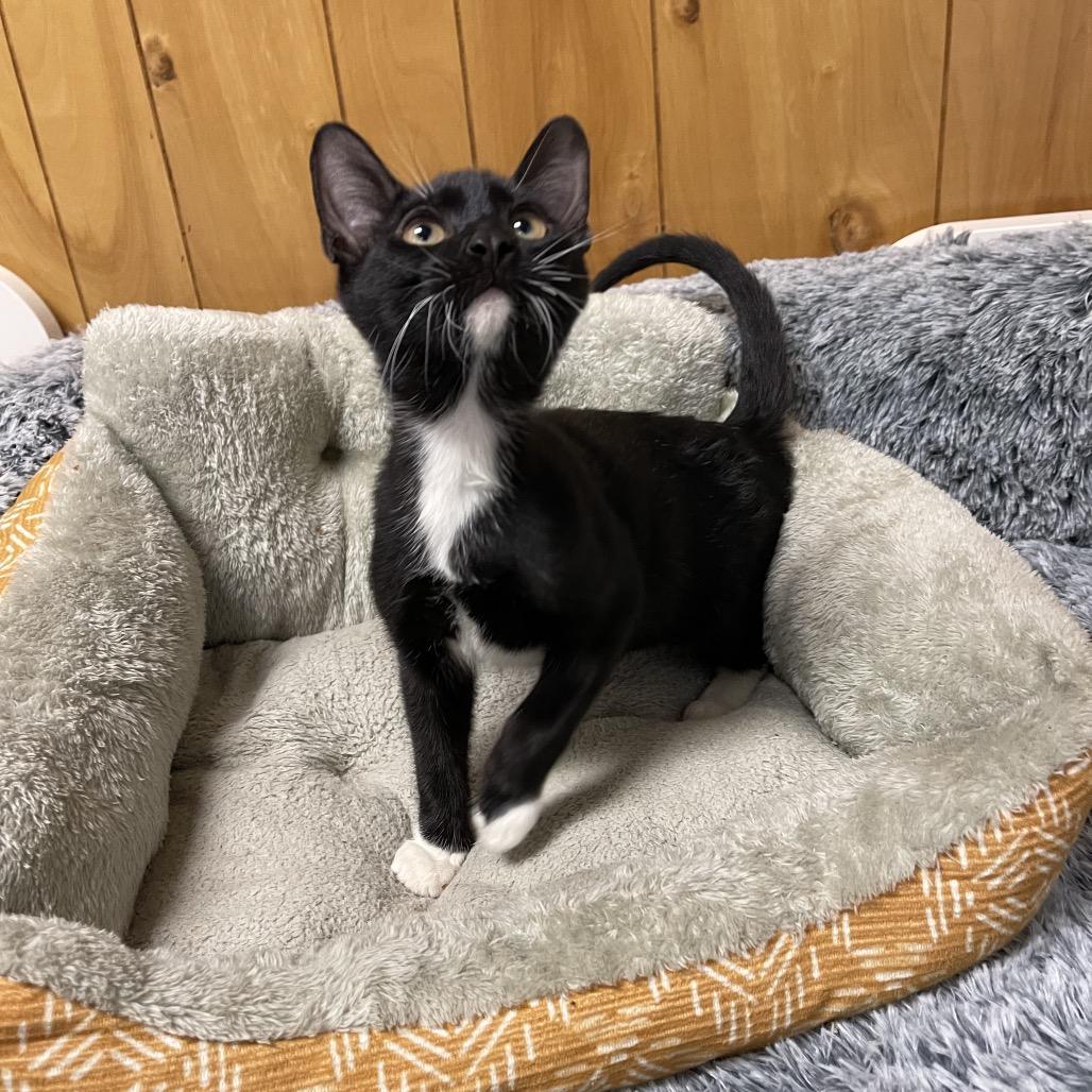 ONYX (Bonded w/Salem), Baby Male Domestic Short Hair