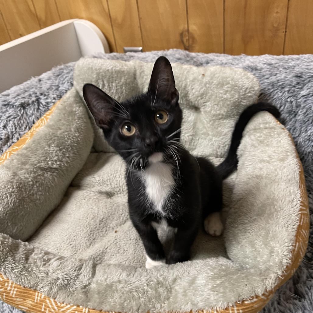 ONYX (Bonded w/Salem) photo 2