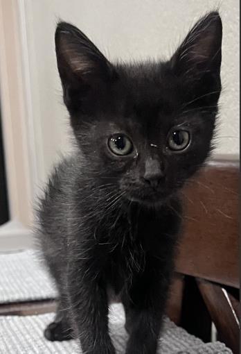 PEBBLES, Adoptable, Kitten Female Domestic Short Hair.