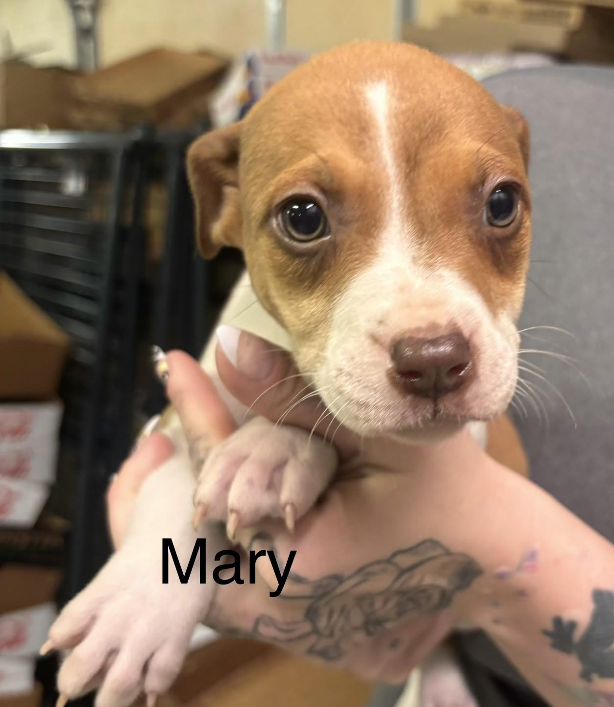 Enlarge Mary, a Adoptable mixed breed in Fayetteville, WV image 1/1