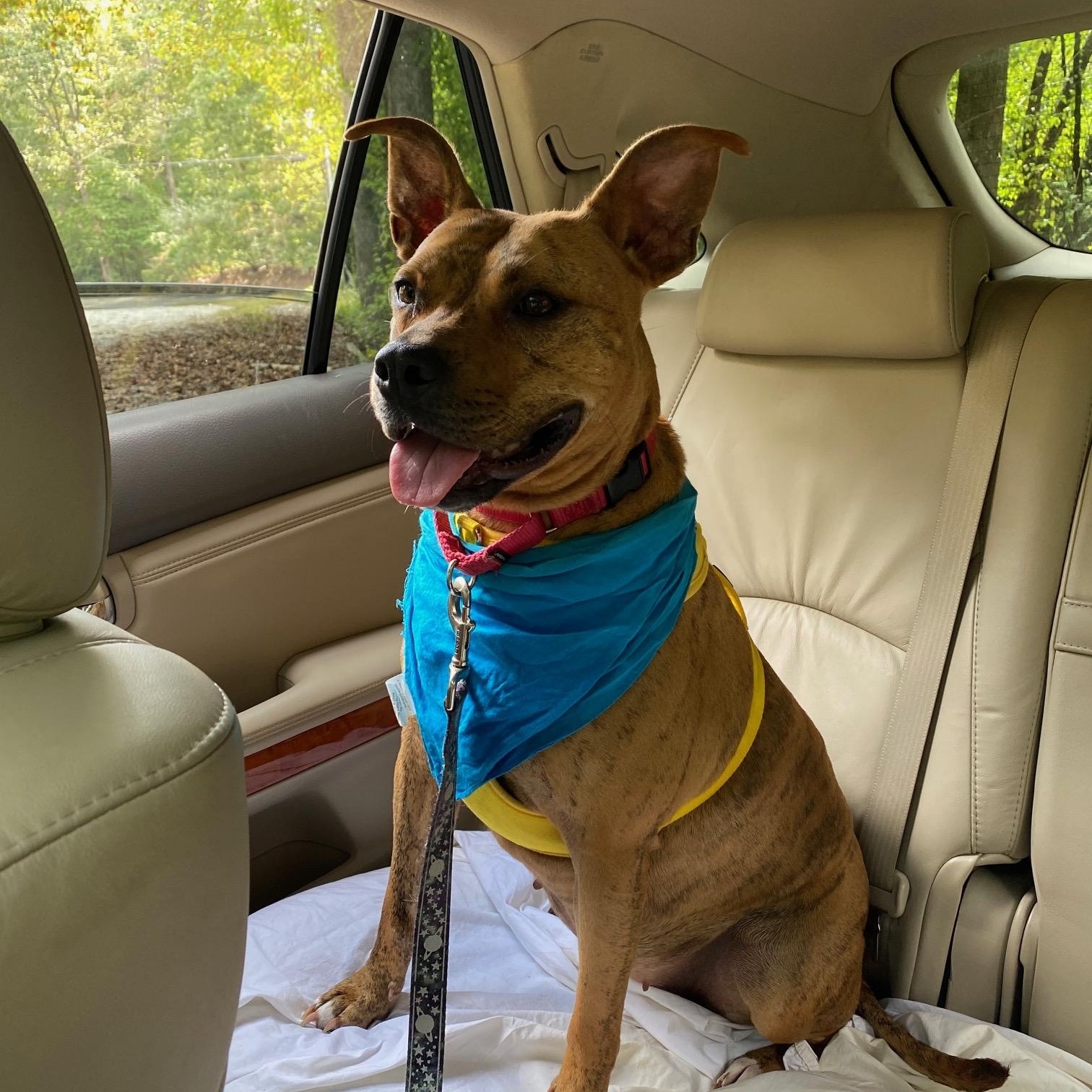 Mango, Adoptable, Adult Female American Staffordshire Terrier.