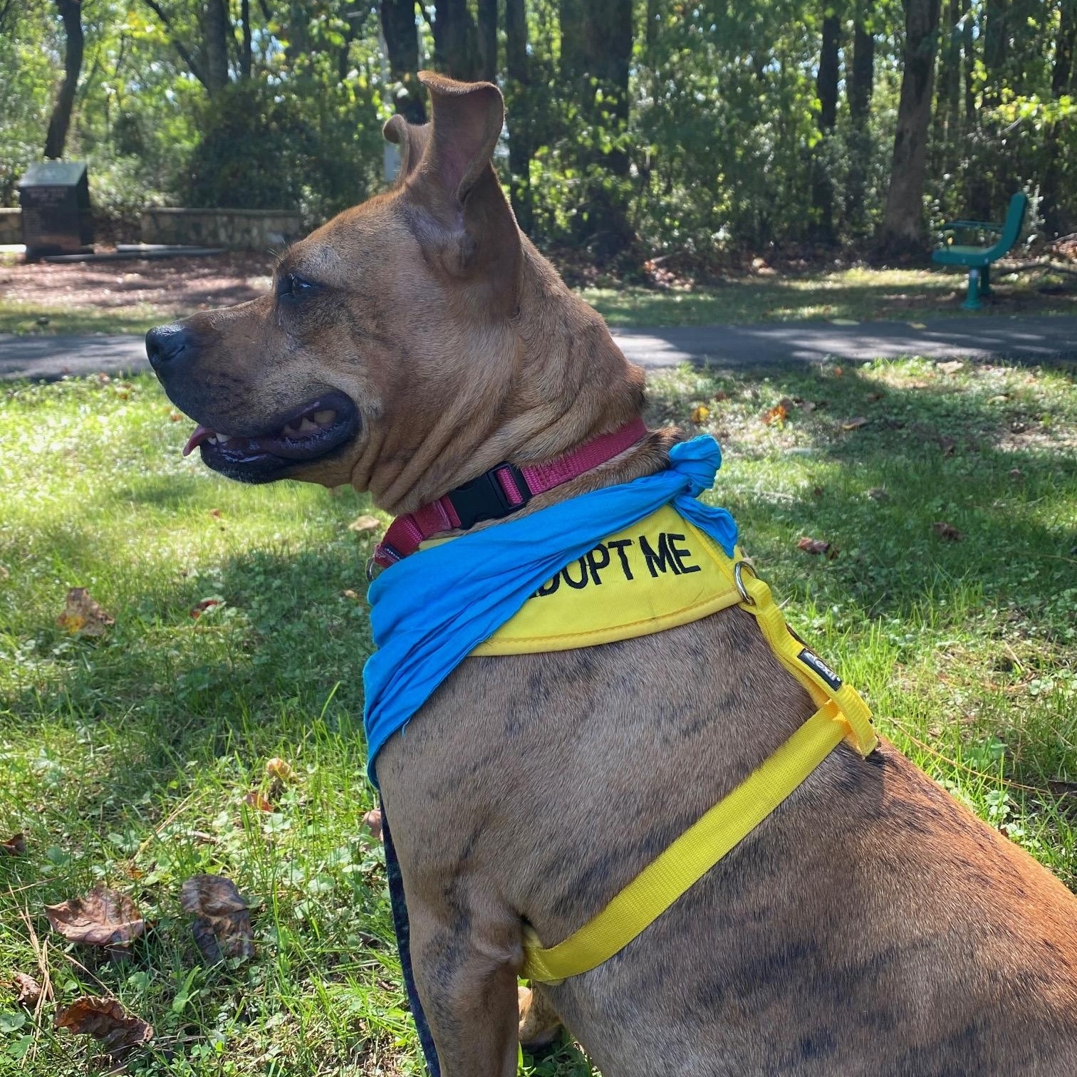 Enlarge Mango, a Adoptable American Staffordshire Terrier in Dawsonville, GA image 2/4