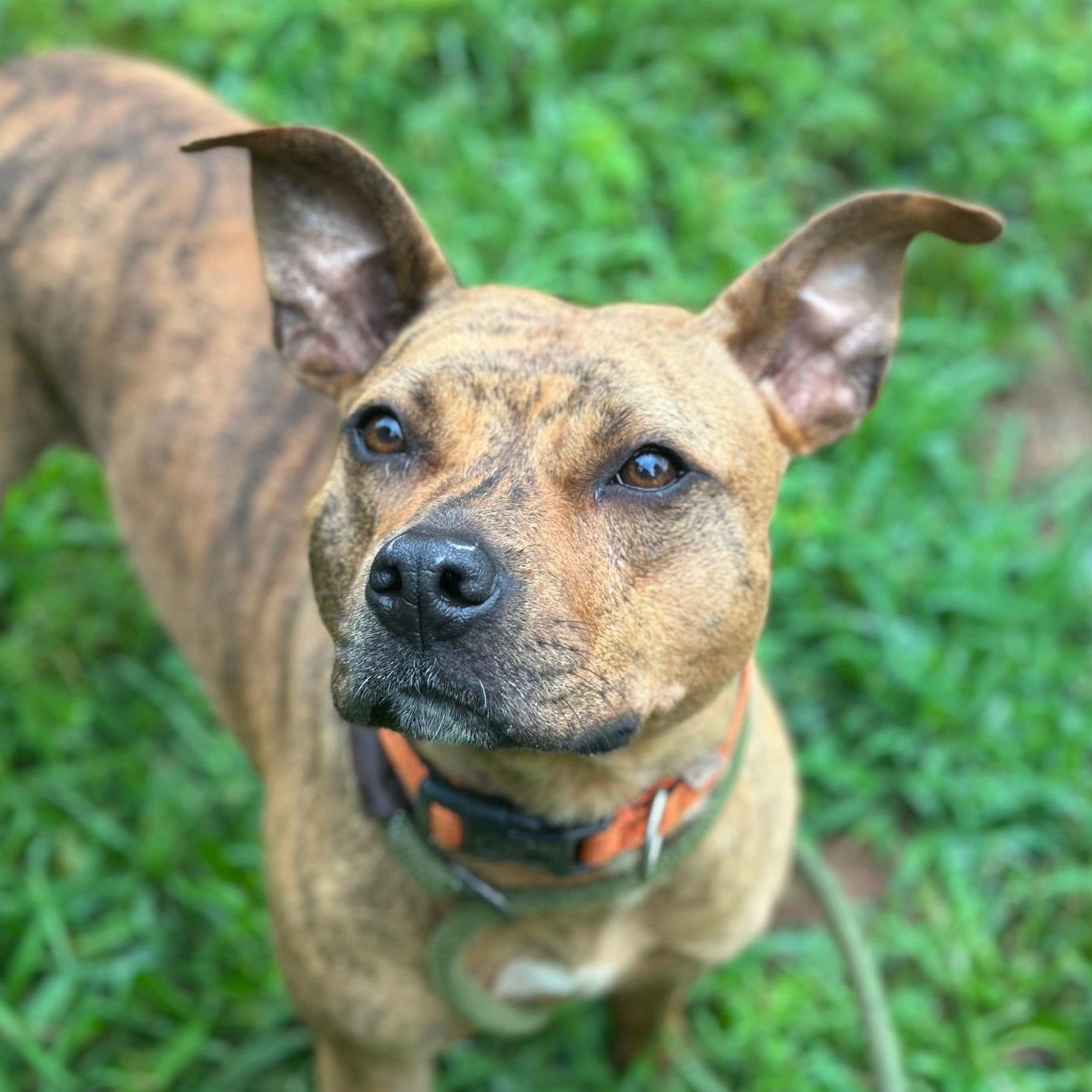 Enlarge Mango, a Adoptable American Staffordshire Terrier in Dawsonville, GA image 3/4