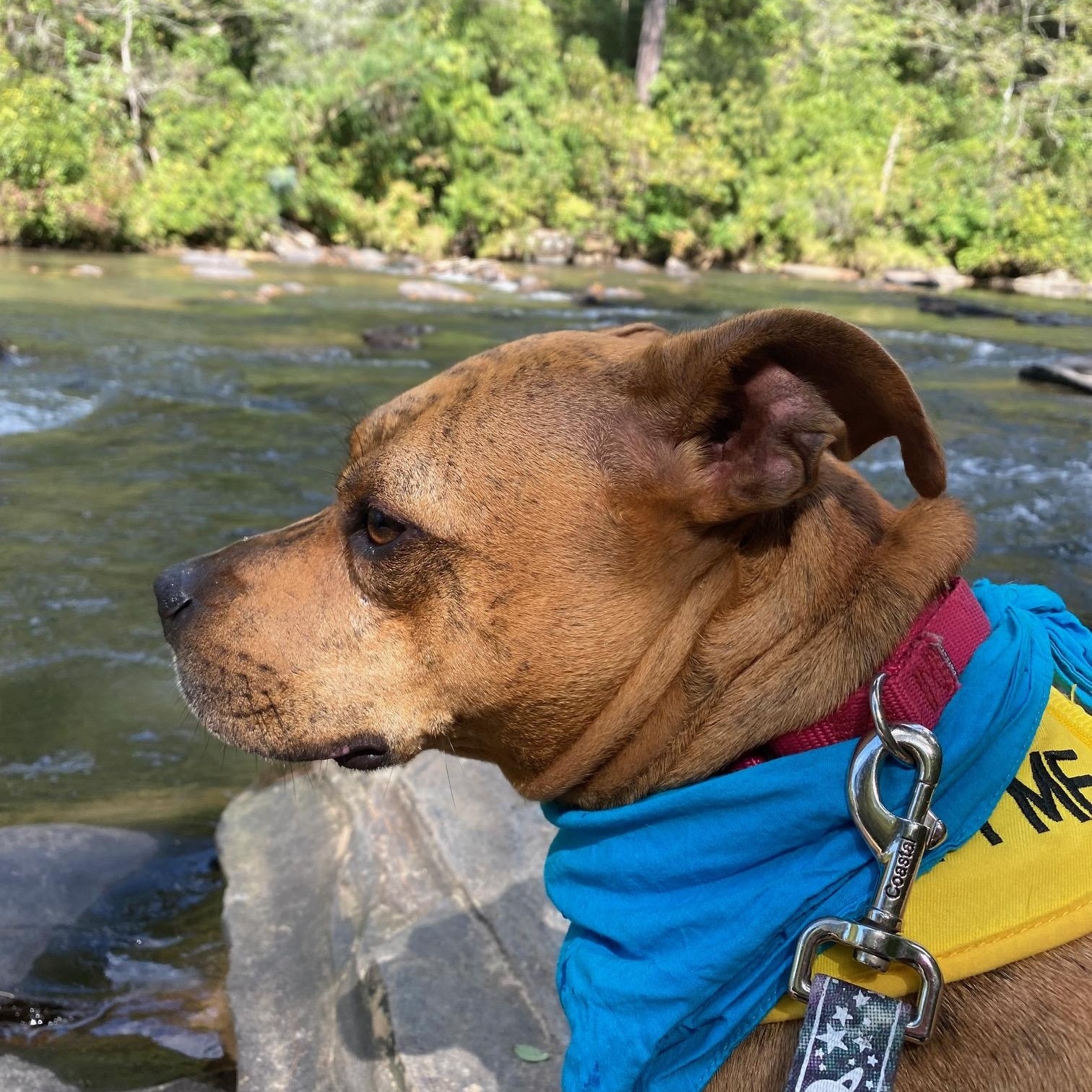 Enlarge Mango, a Adoptable American Staffordshire Terrier in Dawsonville, GA image 4/4