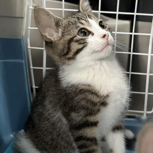Winston, Adoptable, Kitten Male Tabby & Domestic Short Hair.