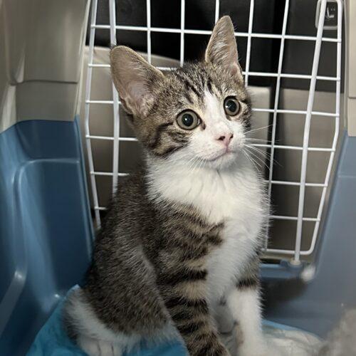 Enlarge Winston, a Adoptable mixed breed in Edmond, OK image 3/5