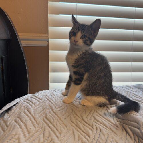 Enlarge Winston, a Adoptable mixed breed in Edmond, OK image 4/5