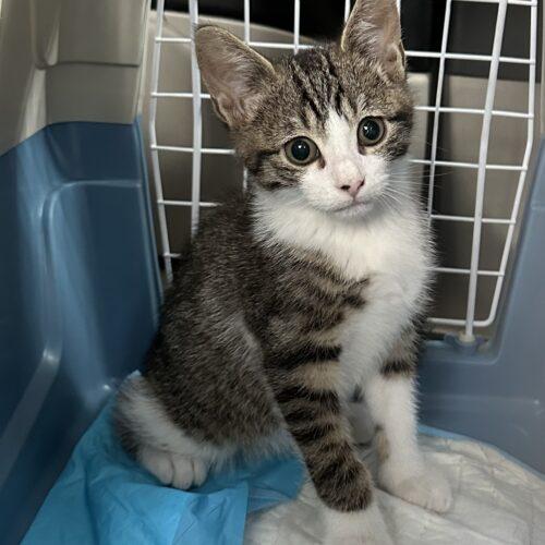 Enlarge Winston, a Adoptable mixed breed in Edmond, OK image 5/5