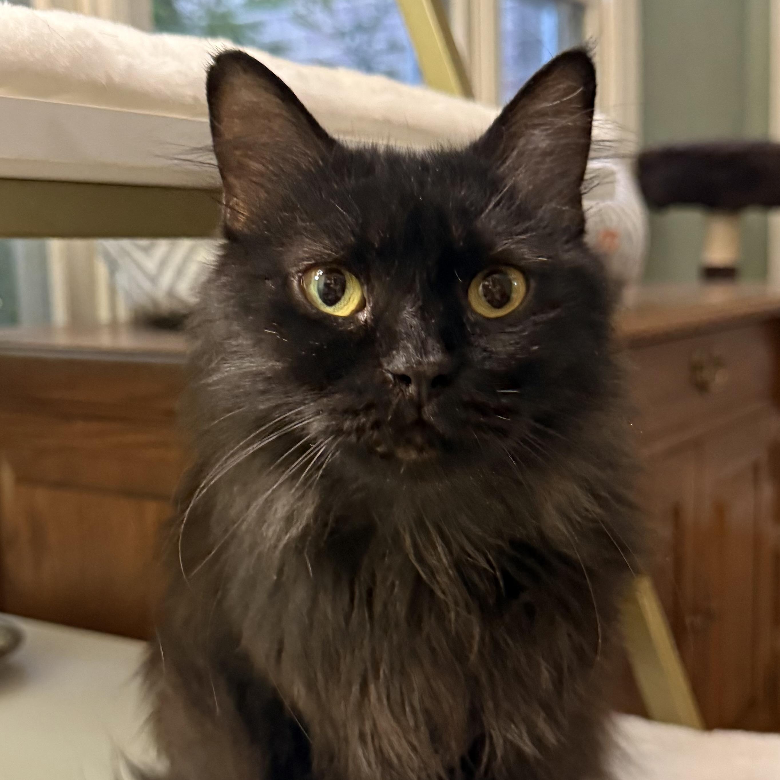 Loving Beautiful Bastet (videos), adopted, Young Female Persian.