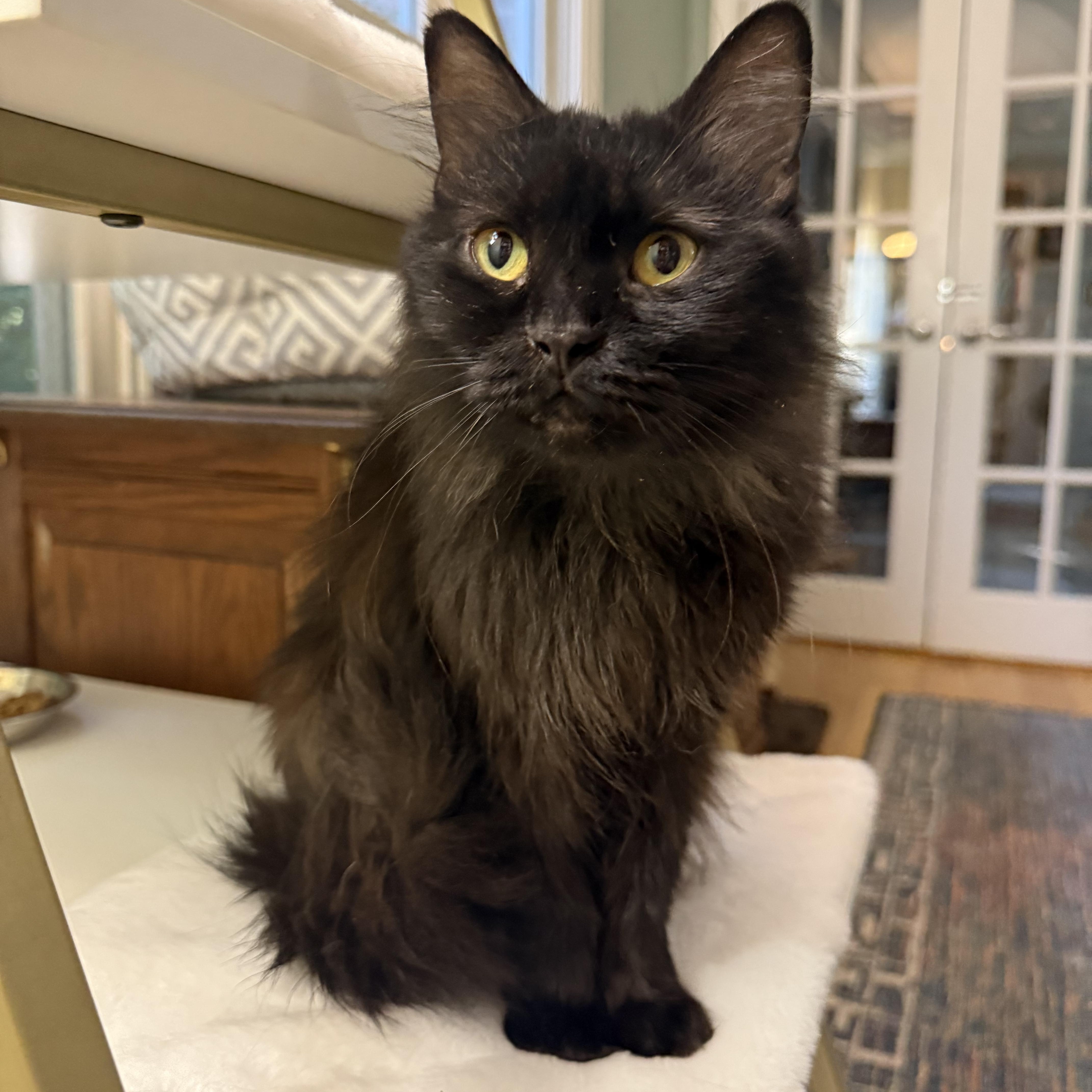 Loving Beautiful Bastet (videos), an adopted mixed breed in Woodbridge, VA image 2/6