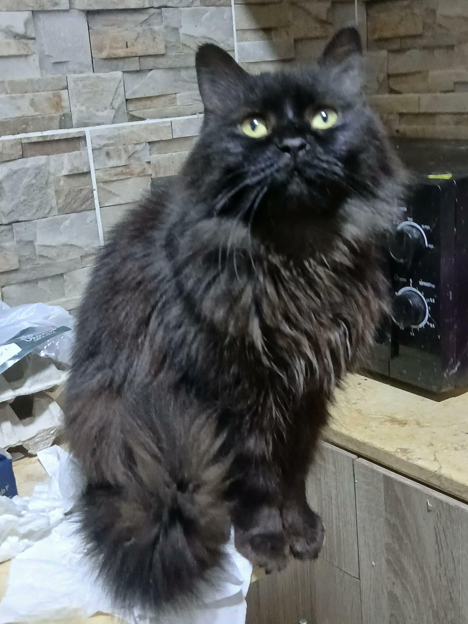 Loving Beautiful Bastet (videos), an adopted mixed breed in Woodbridge, VA image 5/6