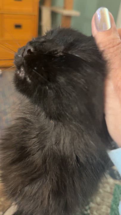 Enlarge Loving Beautiful Bastet (videos), an adopted mixed breed in Woodbridge, VA video 6/6
