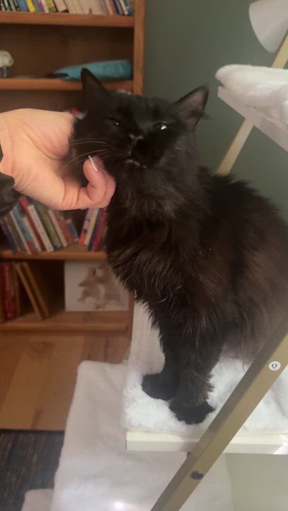 Enlarge Loving Beautiful Bastet (videos), an adopted mixed breed in Woodbridge, VA video 3/6