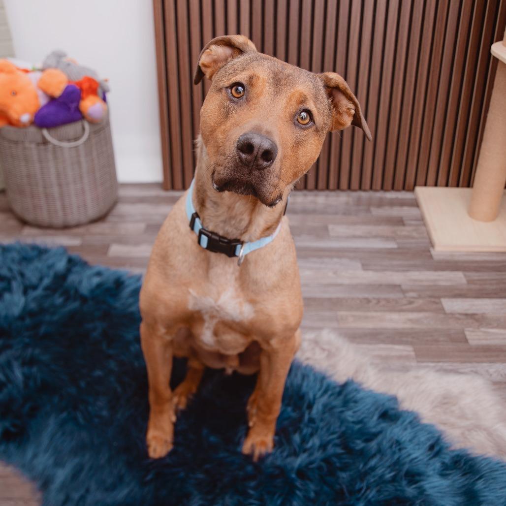 Johnny Blaze, Adoptable, Adult Male Shepherd & Rhodesian Ridgeback.