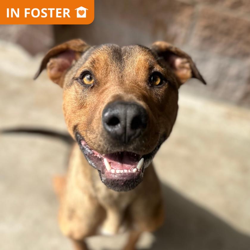 Johnny Blaze, a Adoptable mixed breed in Los Angeles, CA image 3/4