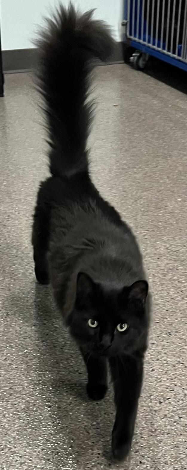 Storm (previously Smoke)