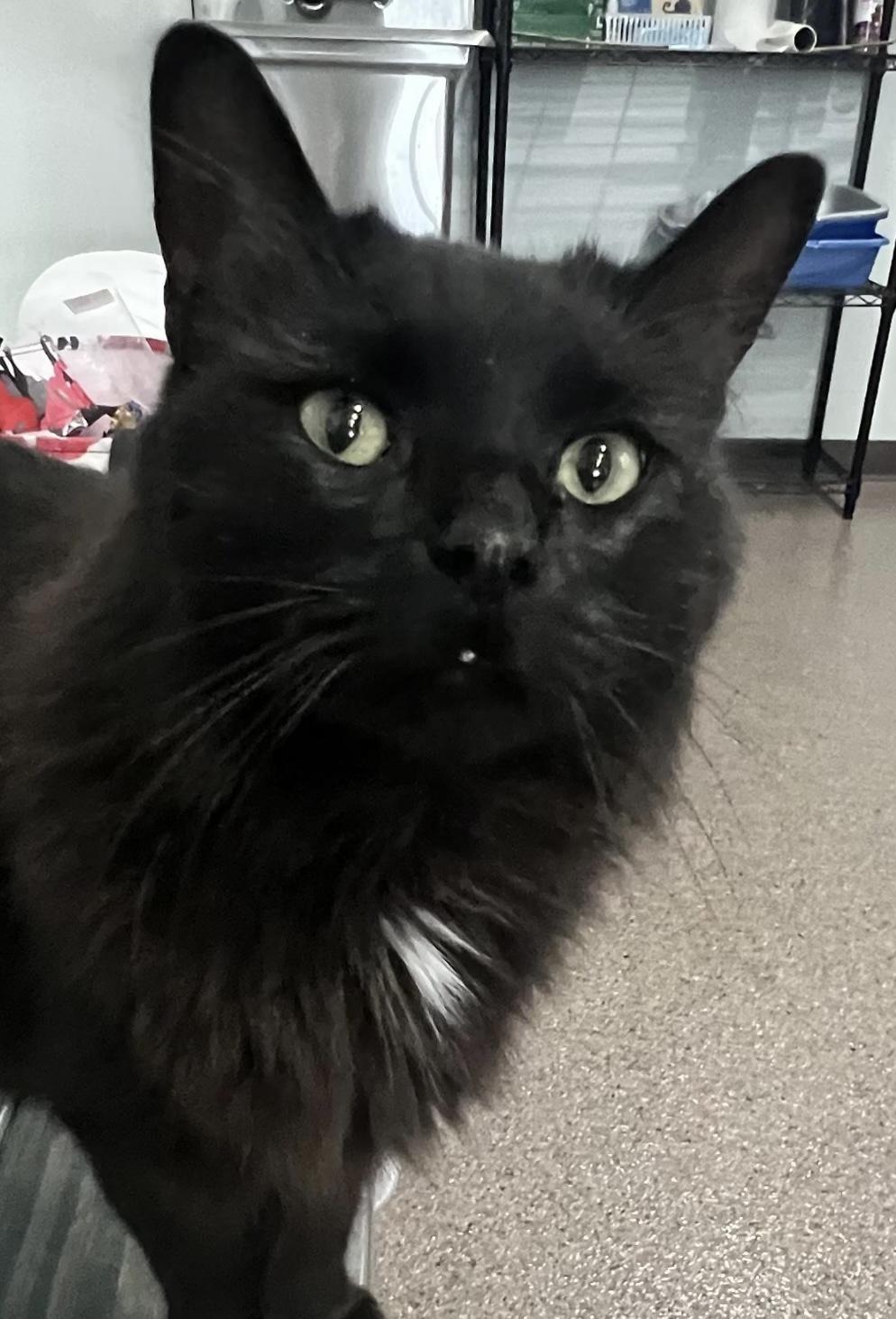 Storm (previously Smoke)