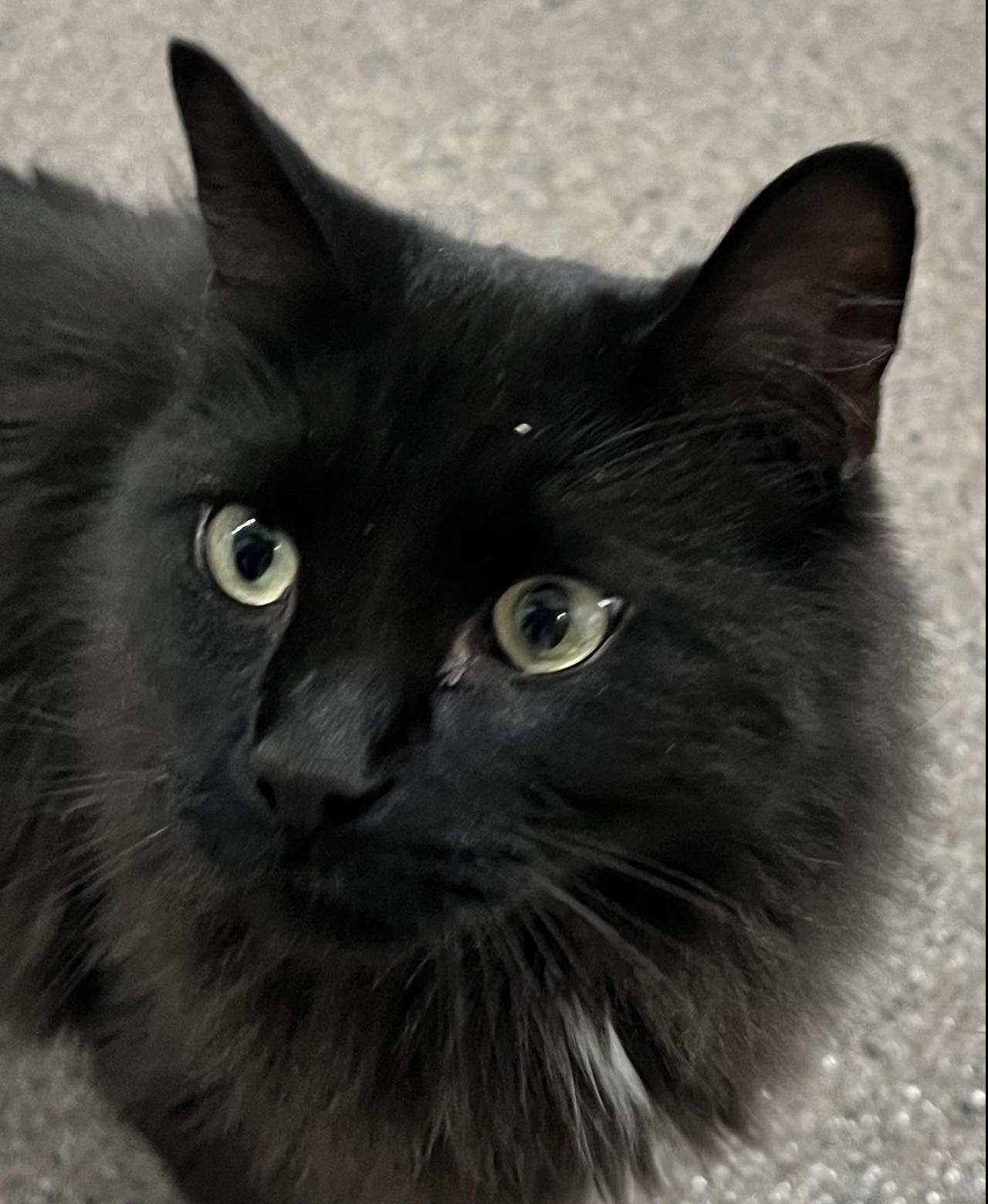 Storm (previously Smoke)