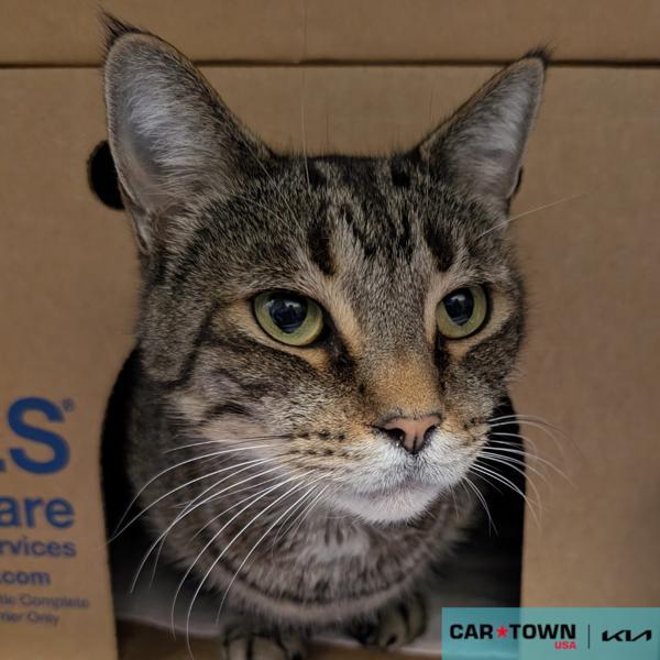 Trooper, Adoptable, Adult Male Domestic Short Hair.