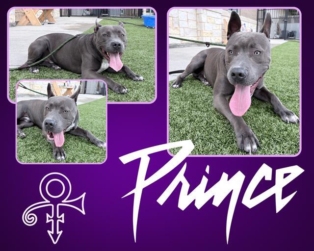 PRINCE, Adoptable, Young Male Pit Bull Terrier.