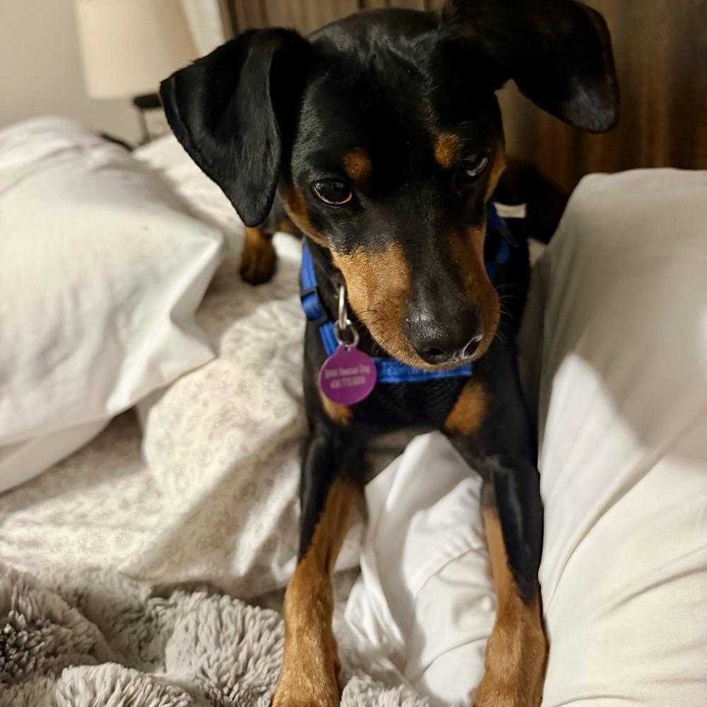 Romeo, a Adoptable Miniature Pinscher in Hurricane, UT image 1/6