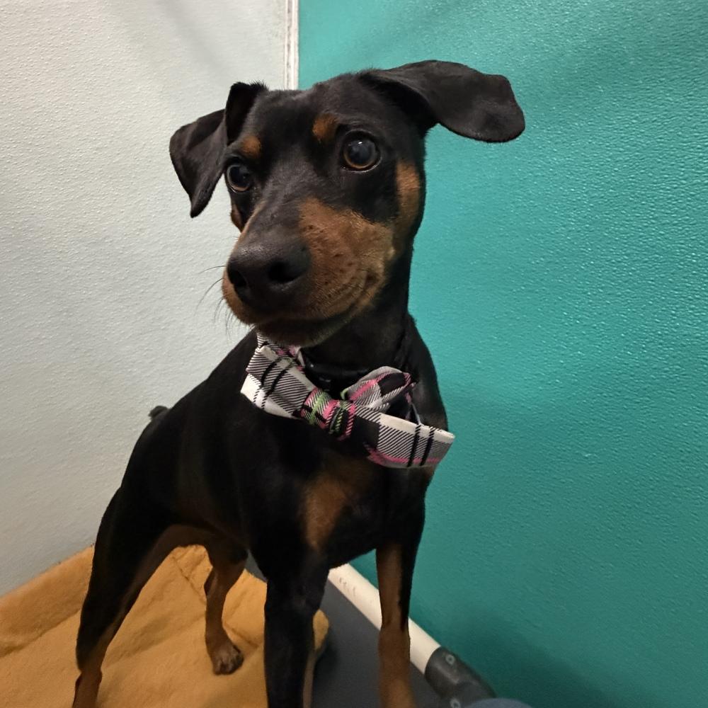 Romeo, Adoptable, Adult Male Miniature Pinscher.