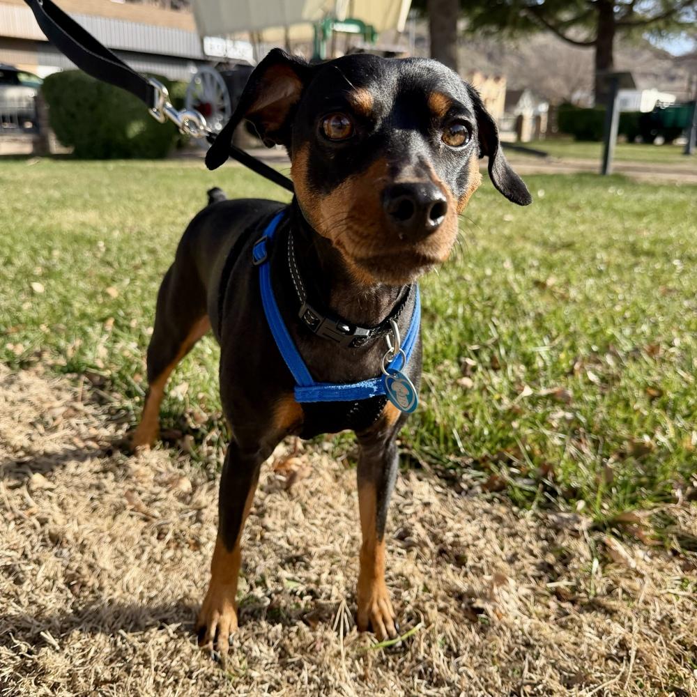Romeo, a Adoptable Miniature Pinscher in Hurricane, UT image 3/6