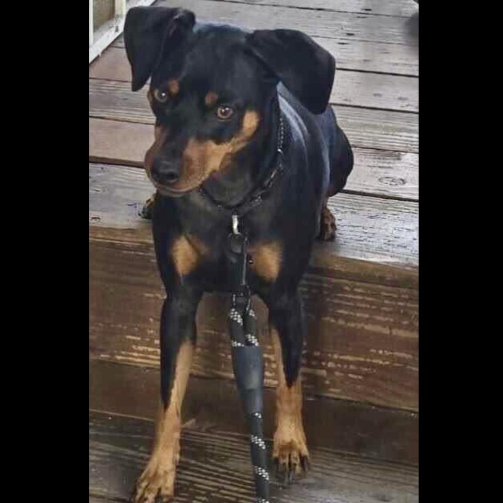 Romeo, a Adoptable Miniature Pinscher in Hurricane, UT image 4/6