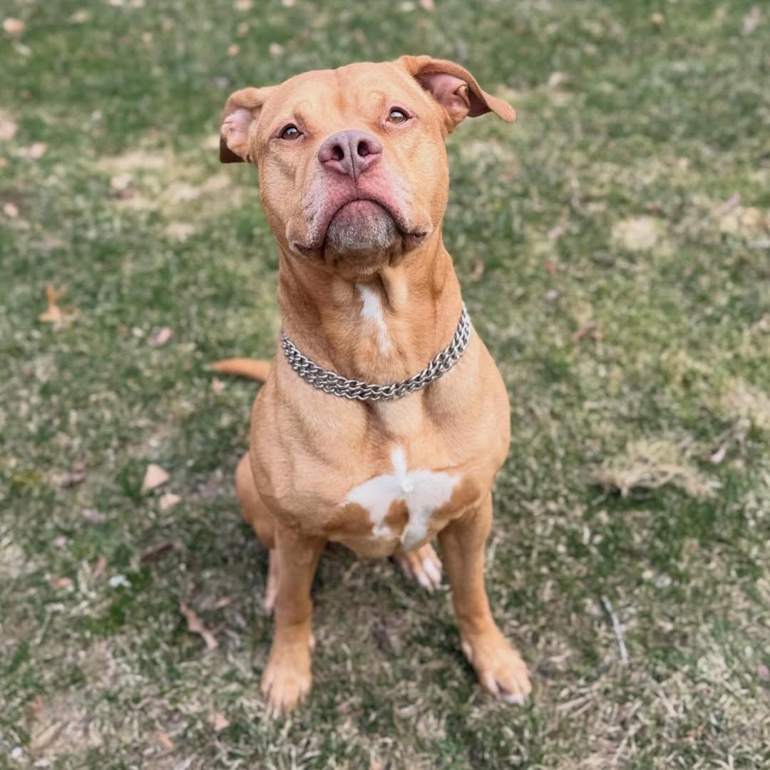 Enlarge Trolley, an adopted mixed breed in Detroit, MI image 2/6