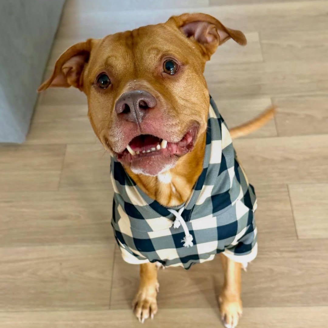 Trolley, adopted, Young Male American Bulldog.