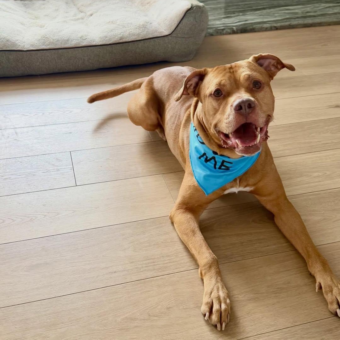 Enlarge Trolley, an adopted mixed breed in Detroit, MI image 4/6