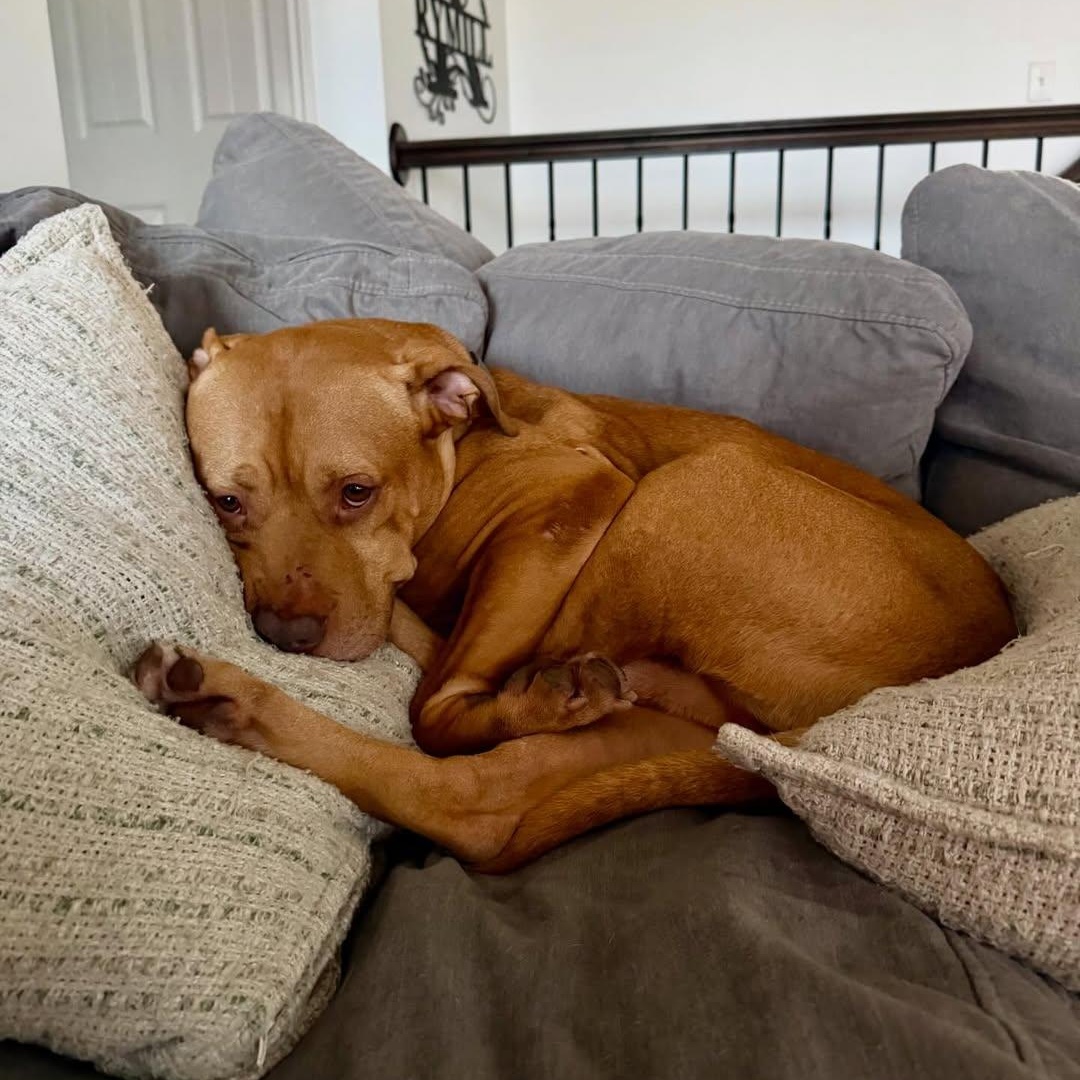 Enlarge Trolley, an adopted mixed breed in Detroit, MI image 5/6