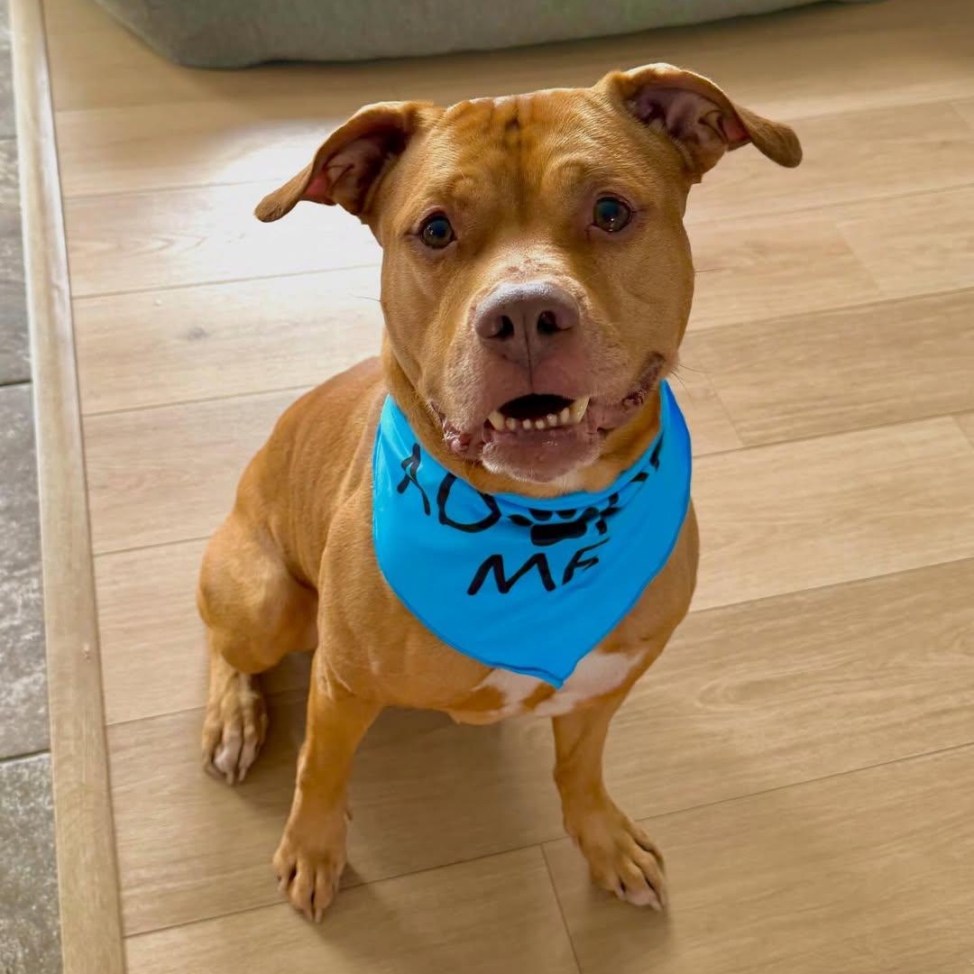 Enlarge Trolley, an adopted mixed breed in Detroit, MI image 6/6