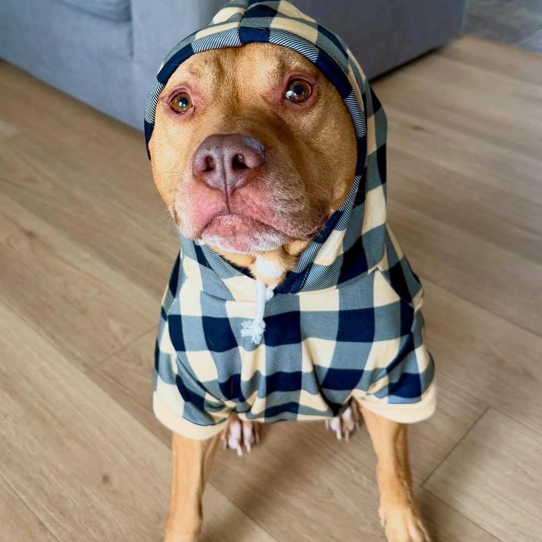 Enlarge Trolley, an adopted mixed breed in Detroit, MI image 3/6